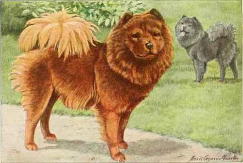 Chow Chow History