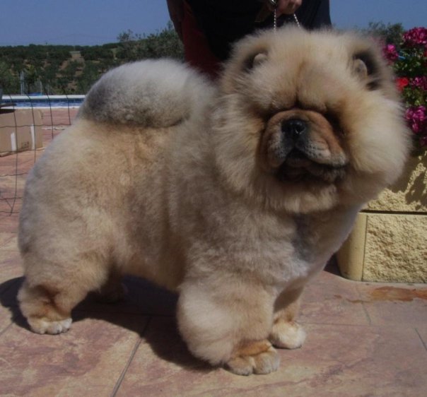 Chow Chow History