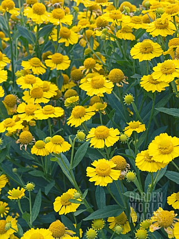 Helenium Kanaria