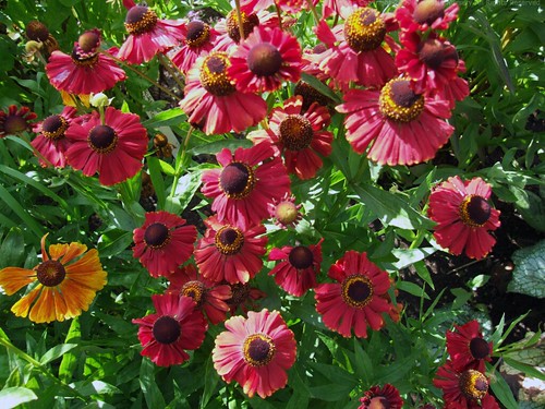 Helenium Kanaria