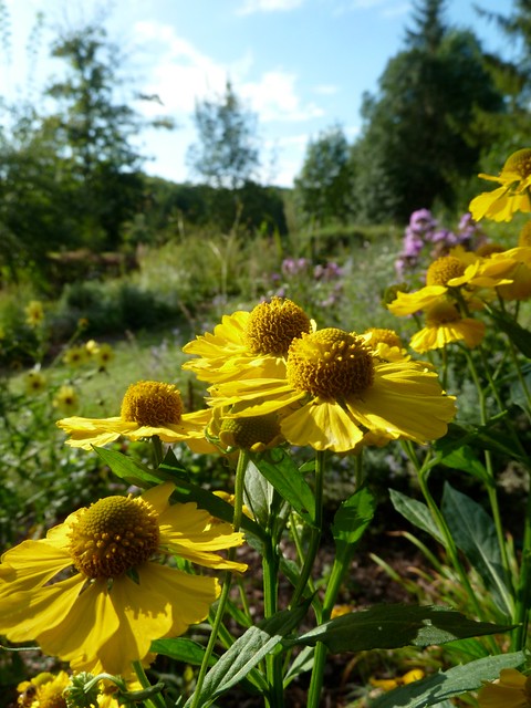 Helenium Kanaria