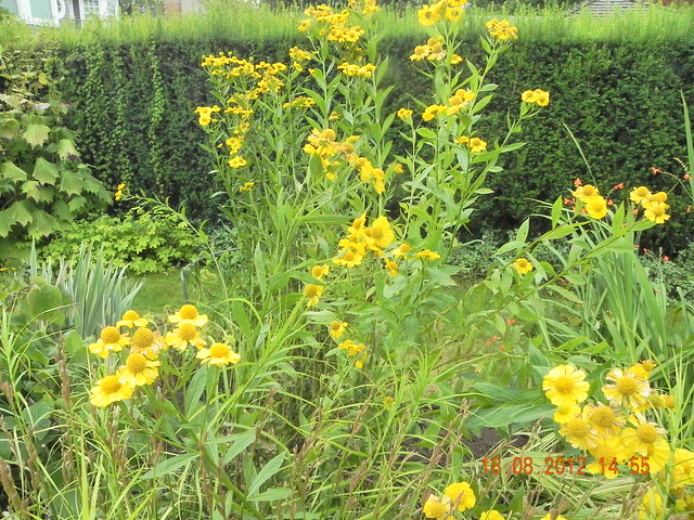 Helenium Kanaria