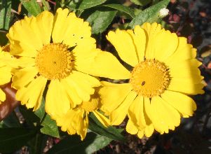 Helenium Kanaria