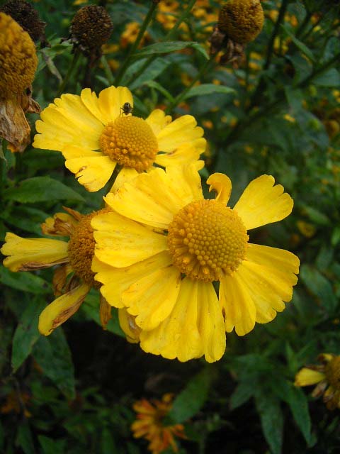 Helenium Kanaria